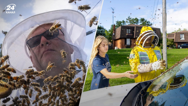 Ci sono 5 milioni di api pazze in Canada fuori dal camion: come sono scappate dall'invasione degli insetti