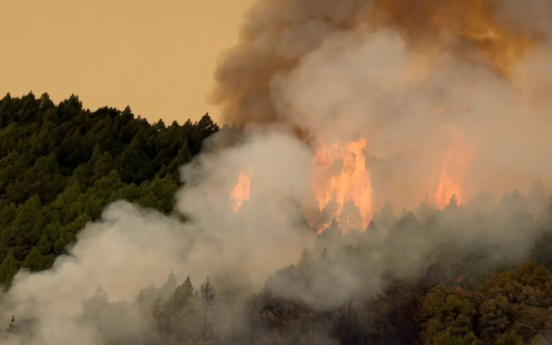 Fuoco sull'isola di Tenerife – l'incendio è fuori controllo
