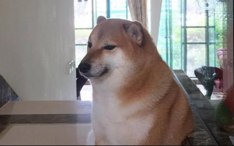 Il famoso cane Shiba Inu dei meme è morto a Hong Kong