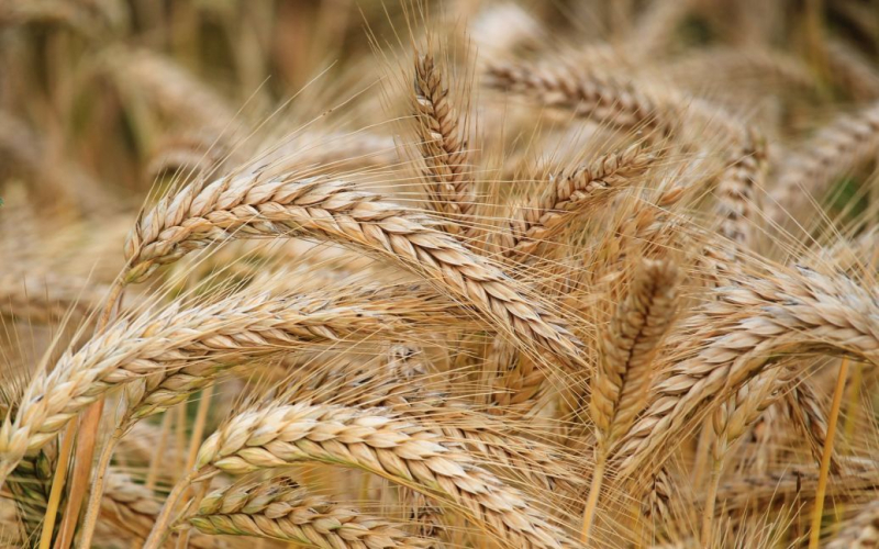 Un altro paese ha vietato le importazioni grano ucraino