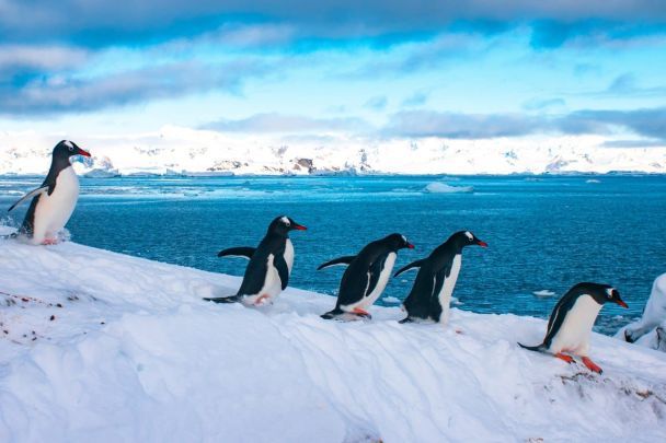 All' "Accademico Vernadsky" i pinguini sono arrivati ​​per nidificare — foto