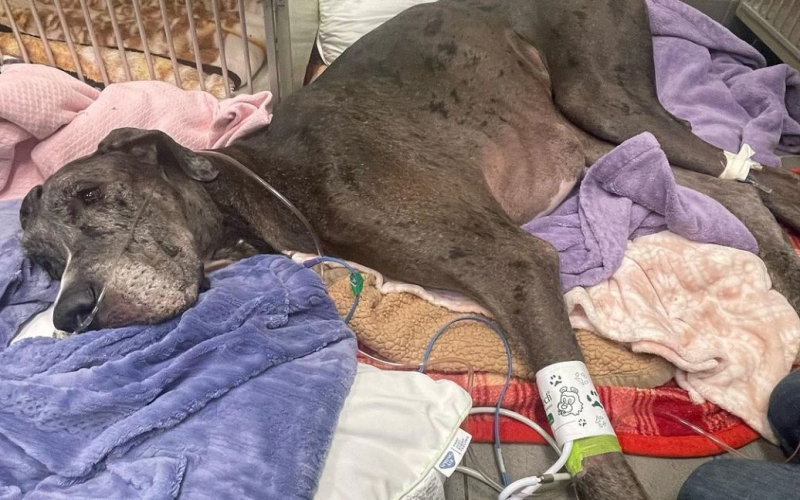Il cane più alto del mondo, Zeus, è morto dopo l'amputazione di una zampa