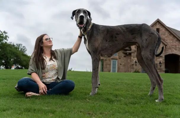 Il cane più alto del mondo, a Zeus è stata amputata la zampa anteriore.