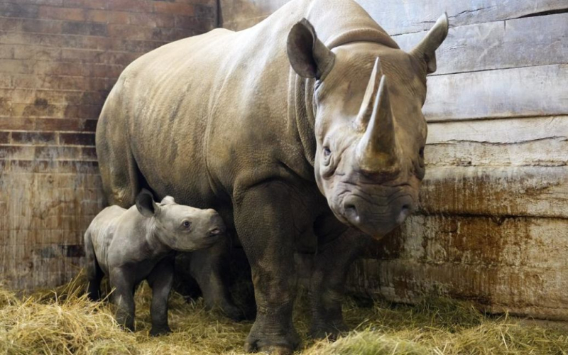 In Una donna è morta dopo il terribile attacco di un rinoceronte in uno zoo austriaco.