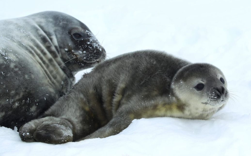 Una foca è nata vicino a 