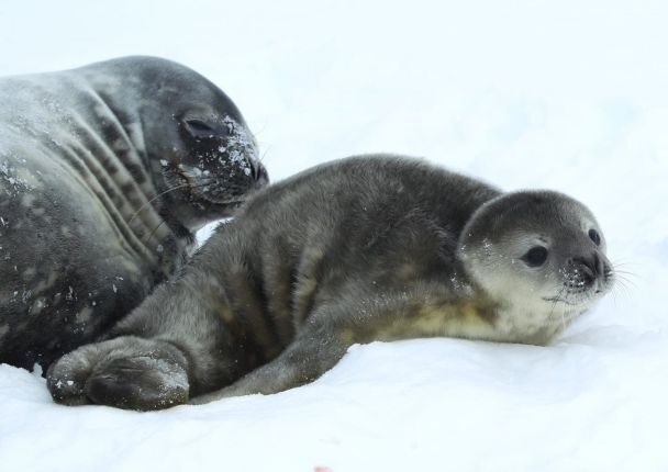  Una foca è nata vicino a 