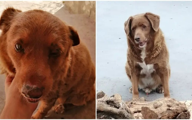 Il cane più vecchio del mondo è morto: quanti anni aveva (foto)