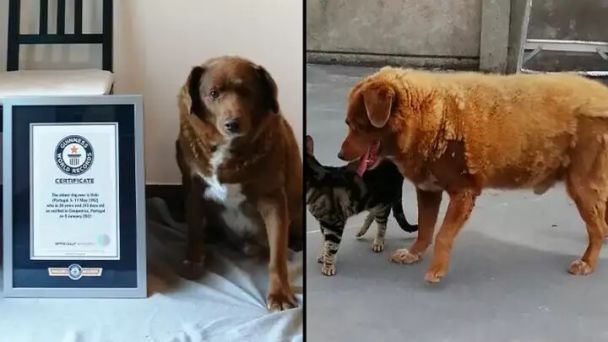 È morto il cane più vecchio del mondo: quanti anni aveva (foto )