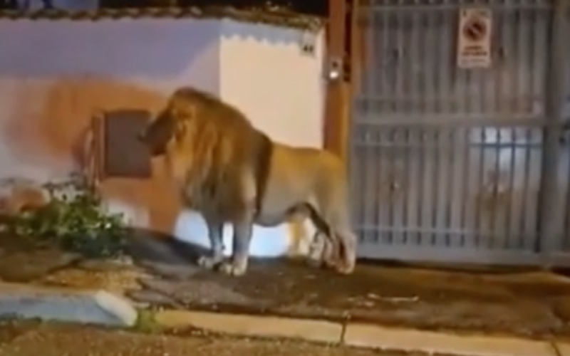 Il leone fuggitivo vagava per strade della città – video