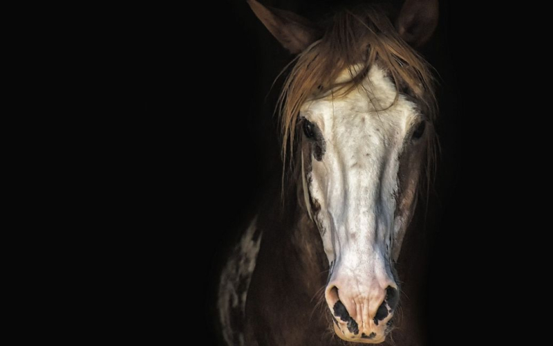 L'aereo è stato costretto a tornare all'aeroporto a causa di un cavallo a bordo