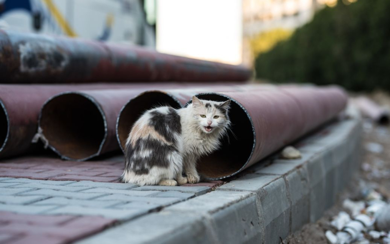 In Polonia, un senzatetto ha trovato un gattino in una discarica ed è rimasto stupito dal suo gesto