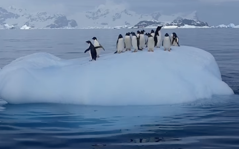 Pinguini in scena &quot ;altalena