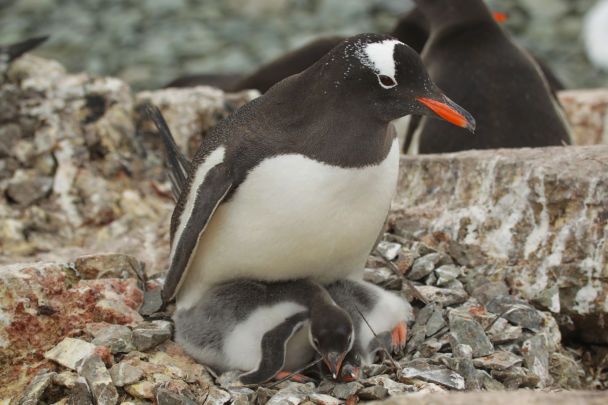 Più di 750 pulcini: un biologo ha mostrato cuccioli di pinguino in Antartide (foto toccanti)