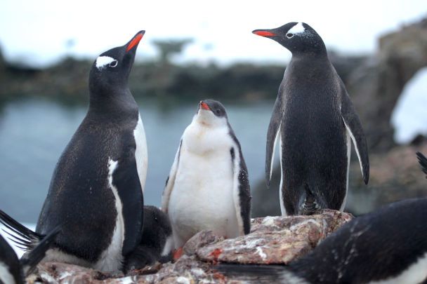 Più di 750 pulcini: un biologo ha mostrato cuccioli di pinguino in Antartide (foto toccanti)