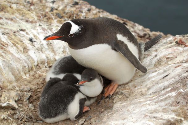  Più di 750 pulcini: un biologo ha mostrato cuccioli di pinguino in Antartide (foto toccanti)