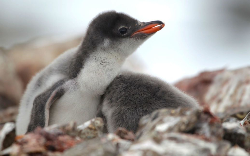 Più di 750 pulcini: un biologo ha mostrato cuccioli di pinguino in Antartide (foto toccanti)