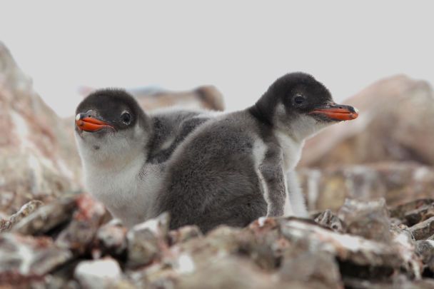  Più di 750 pulcini: un biologo ha mostrato cuccioli di pinguino in Antartide (foto toccanti)