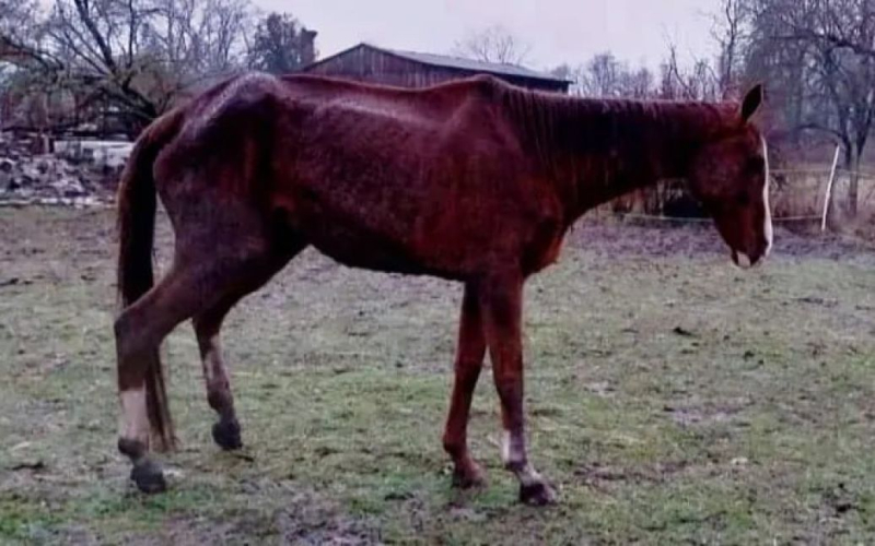 Ho sofferto molto: in Germania hanno fatto morire di fame un cavallo che partecipava alle competizioni
