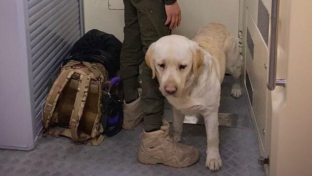 Un militare con un Labrador di servizio non è stato ammesso sul treno: dettagli dell'incidente