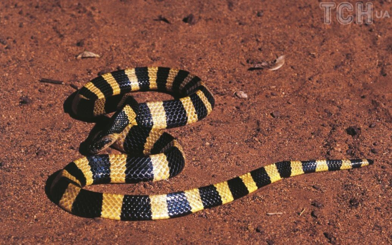 Un quinquennio- vecchio ragazzo trovò e mangiò un serpente velenoso