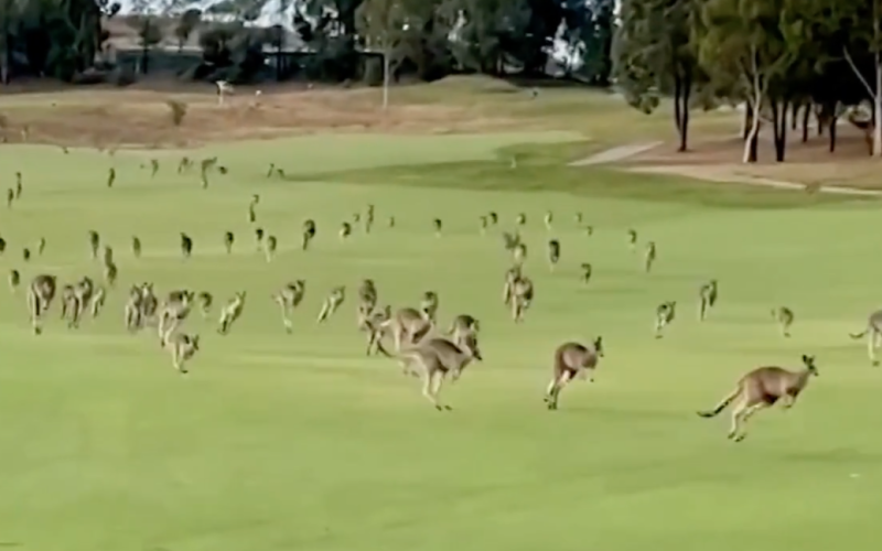 Centinaia di canguri "attaccati" golf -club – video