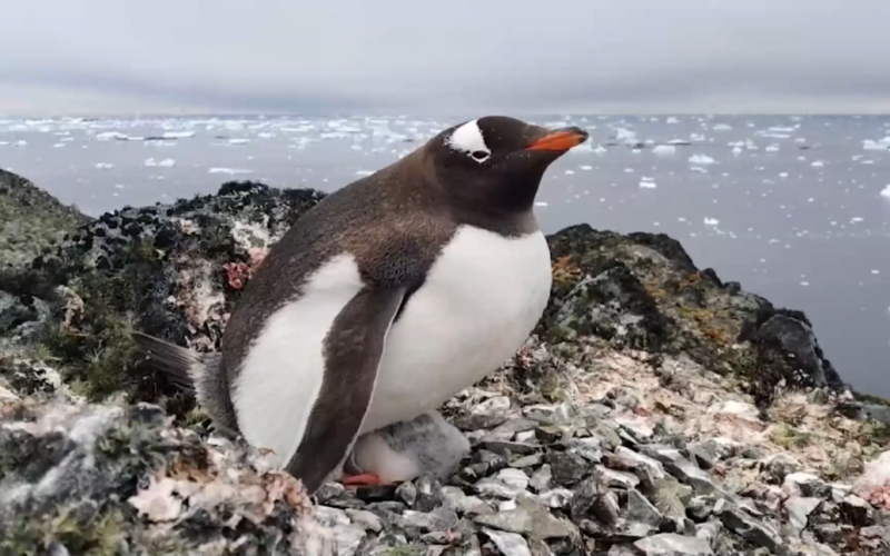 Ucraino Gli esploratori polari hanno mostrato pinguini che nidificavano ad un'altezza senza precedenti: video