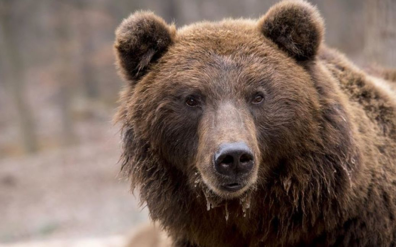 In Slovacchia, un orso ha spaventato i turisti provenienti dalla Bielorussia: l'incontro si è concluso tragicamente (foto)