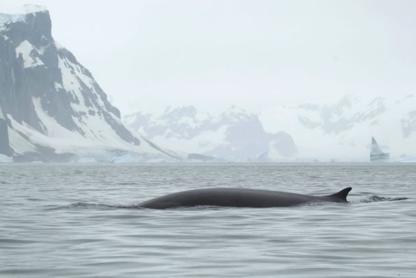 Vicino a Vernadsky, una delle balene più grandi del mondo è stata avvistata per la prima volta - foto