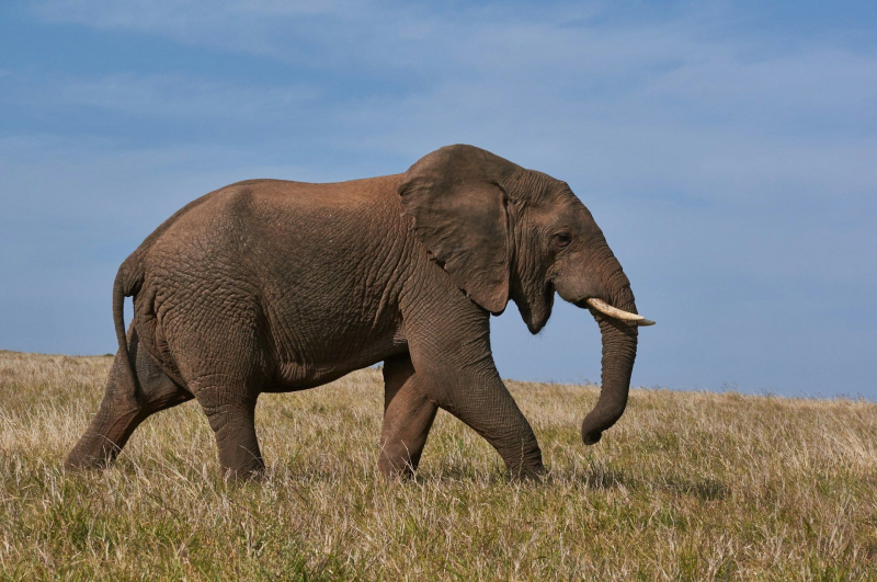 In Africa, un elefante ha attaccato una jeep e ucciso un turista: video inquietante
