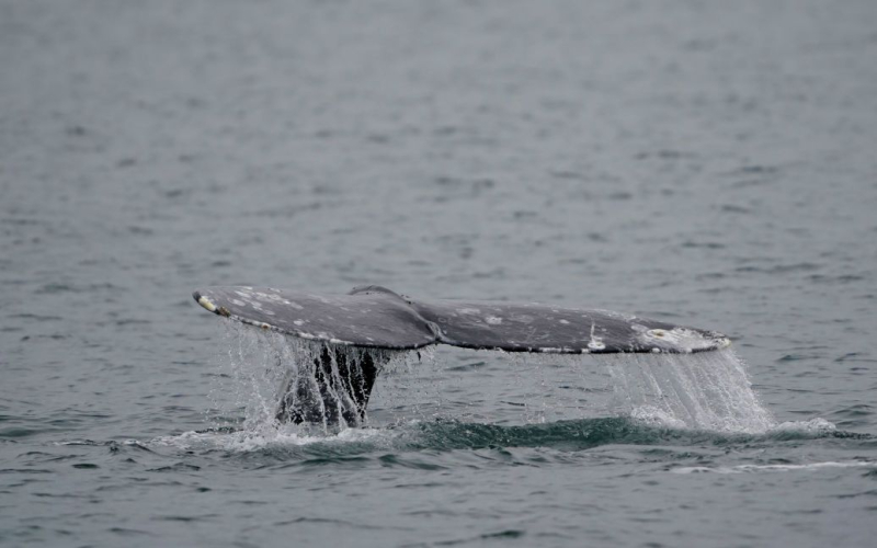 Più di 100 balene trascinate a riva - i soccorritori dicono quanti mammiferi sono morti