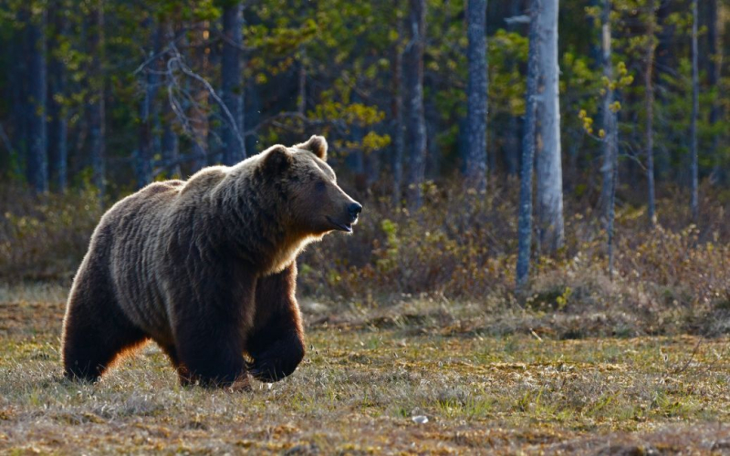 Il selfie è quasi finito con la morte: un orso ha attaccato un turista (video)