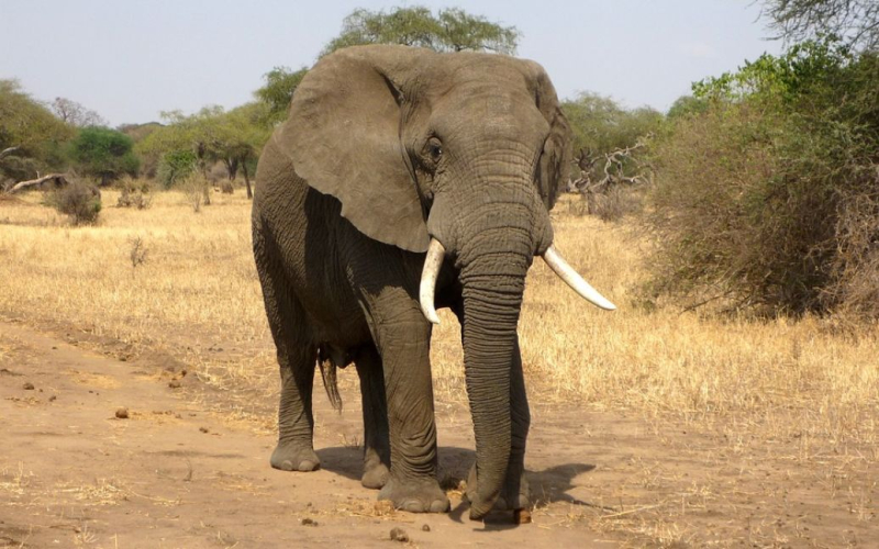Deadly safari: un elefante ha attaccato un'auto con turisti (video)
