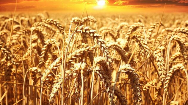 Prezzo del grano in Ucraina e nel mondo: ultime notizie