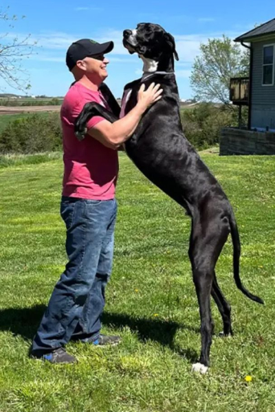 Il cane più alto del pianeta è morto pochi giorni dopo l'annuncio del record (foto)