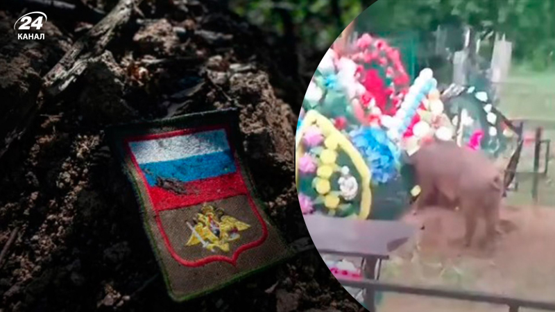 I russi lanciano l'allarme: i maiali stanno dilaniando le tombe degli occupanti nella regione di Novosibirsk