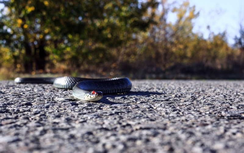 Velenoso serpente è morto dopo aver morso un uomo: come è successo