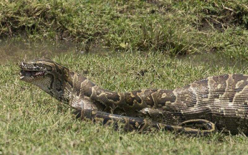 Un uomo stava cercando la moglie scomparsa e la trovò nel ventre di un serpente gigante
