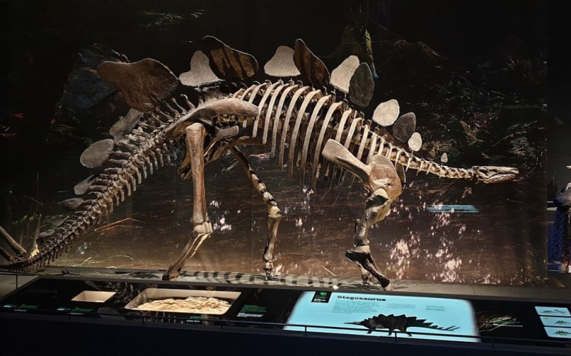 Lo scheletro di uno stegosauro è stato venduto per la cifra record di 44 milioni di dollari: chi l'ha comprato