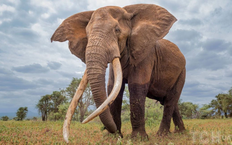 Un branco di elefanti ha calpestato un turista : dettagli della tragedia 