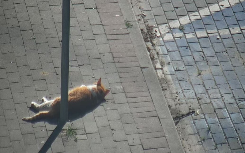 In Polonia, la polizia è stata chiamata a causa di un gatto che si è addormentato per strada