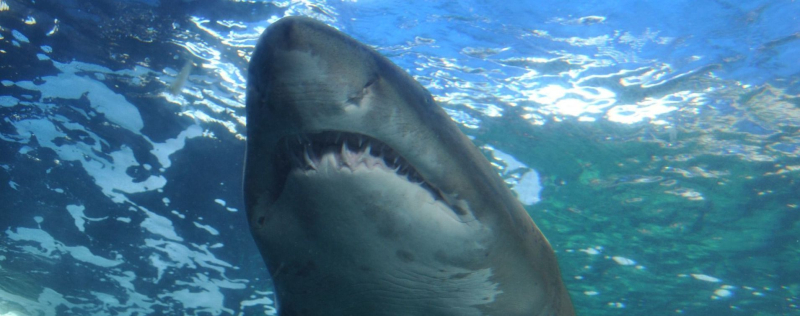 Un uomo è sopravvissuto all'attacco di un predatore marino: lo squalo gli ha lasciato un souvenir