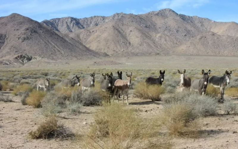 Scienziati stanno indagando sulla morte di animali nella Valle della Morte: cosa è successo