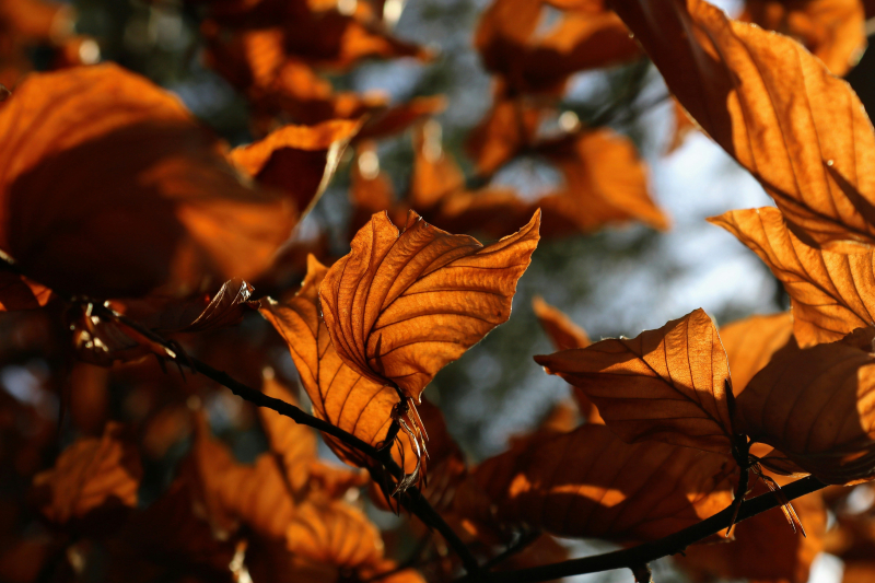 Un riscaldamento significativo sta arrivando in Ucraina &ndash ; fino a +19: previsioni meteo per il 1° novembre