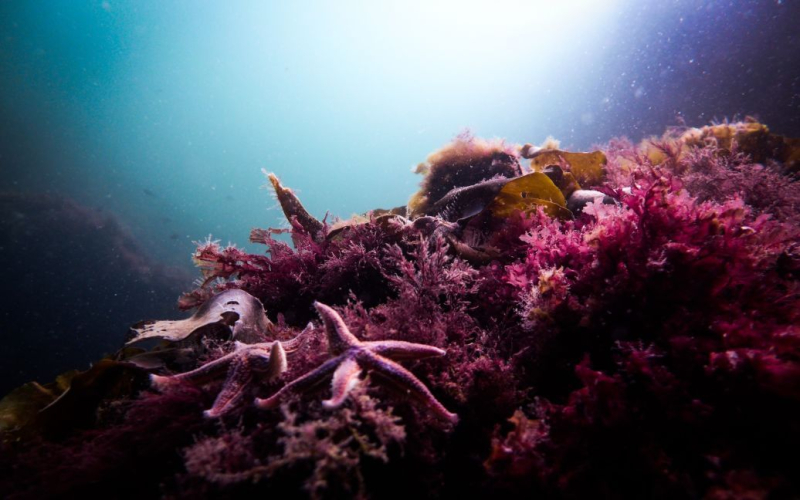 On il fondo dell'oceano ha fatto una terribile scoperta: ciò che ha scioccato gli scienziati 