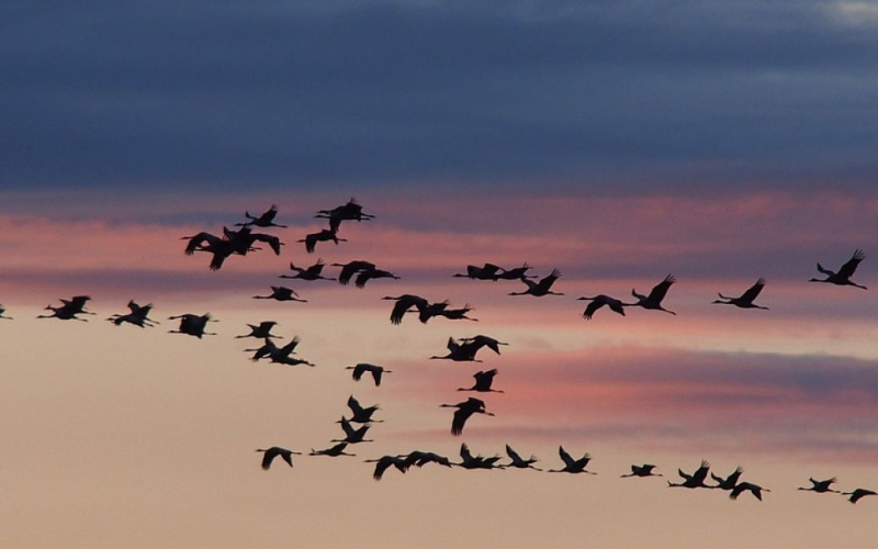 Gli uccelli migratori rappresentano una seria una minaccia per il popolo.