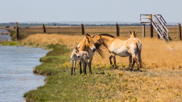 Il saccheggio della riserva naturale di Askania-Nova: dichiarato il 