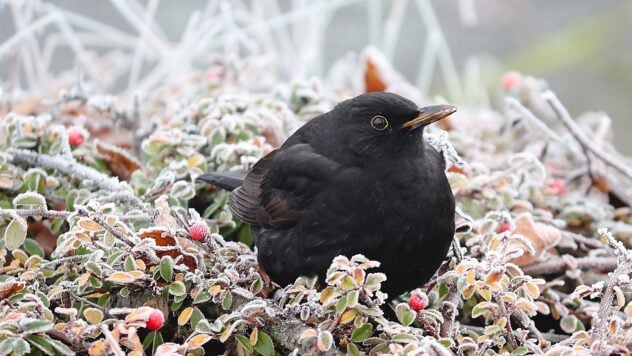 Il tempo a novembre: il meteorologo ci ha detto quando e dove aspettarci la prima neve