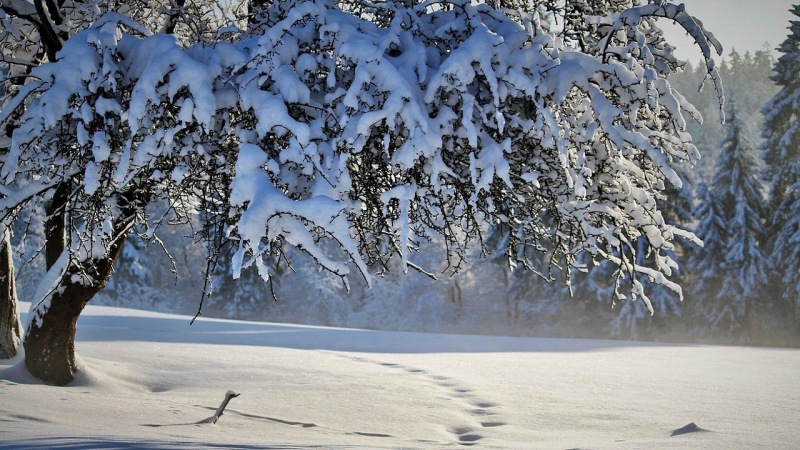 Dove aspettarsi la neve per il nuovo anno: il meteorologo ha fornito previsioni del tempo per gennaio