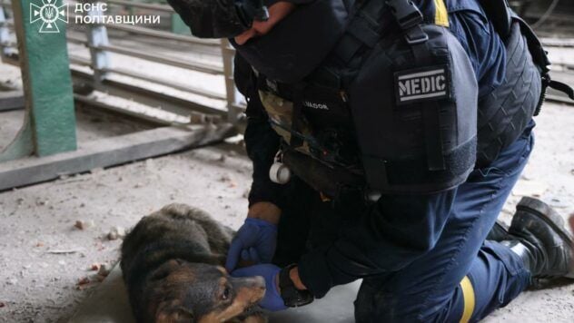 I cani sono stati rubati da Kremenchutsia
