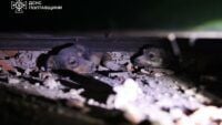 I cani sono stati rubati da Kremenchutsia